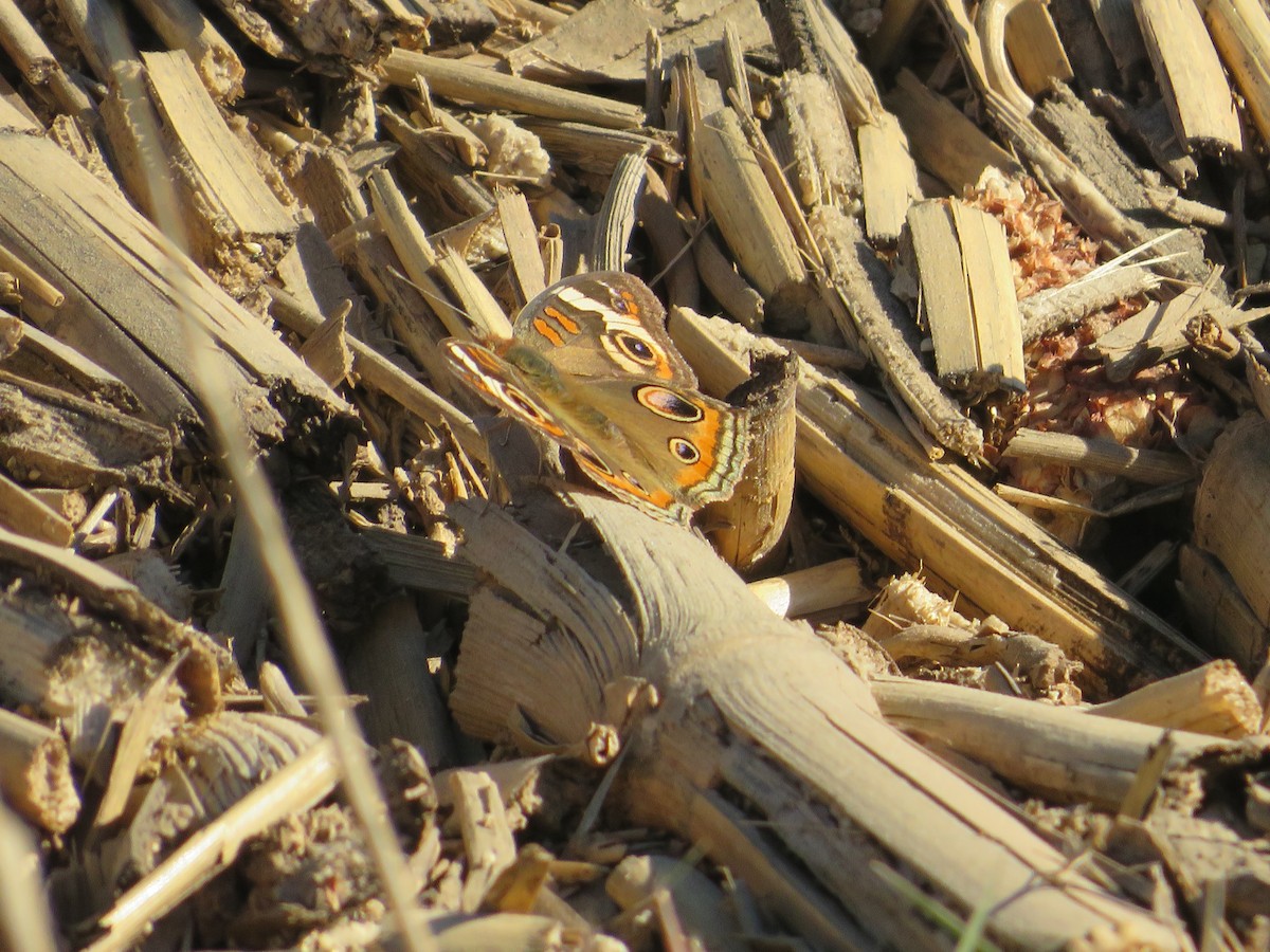 Common Buckeye - ML644919765