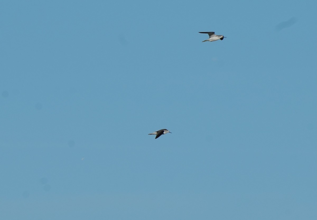 Common Greenshank - ML644919773