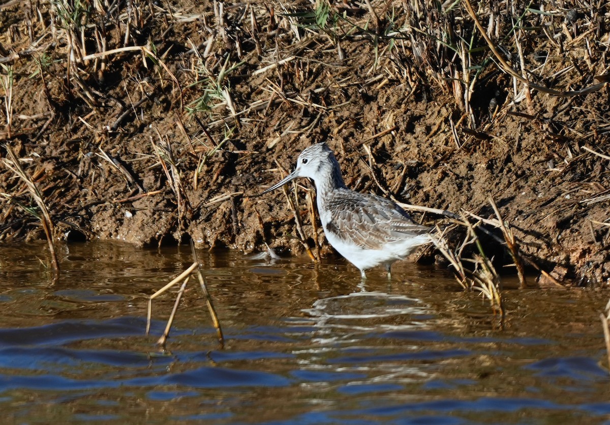 Common Greenshank - ML644919774