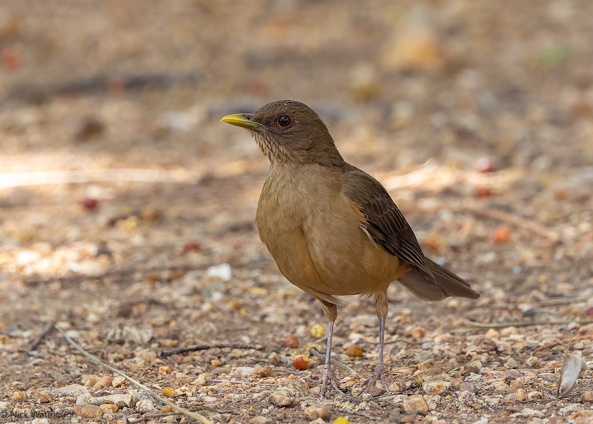 Clay-colored Thrush - ML644919775