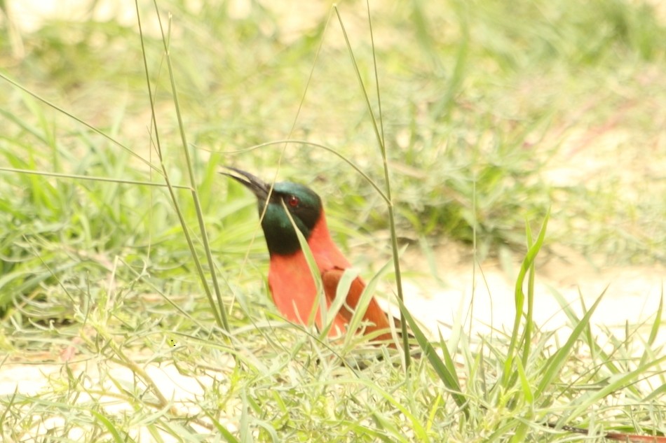 שרקרק ורוד - ML644919780