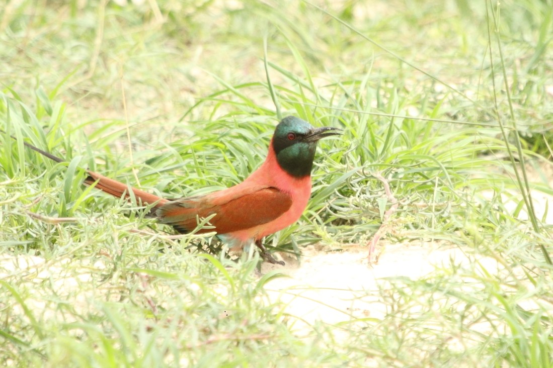 שרקרק ורוד - ML644919781
