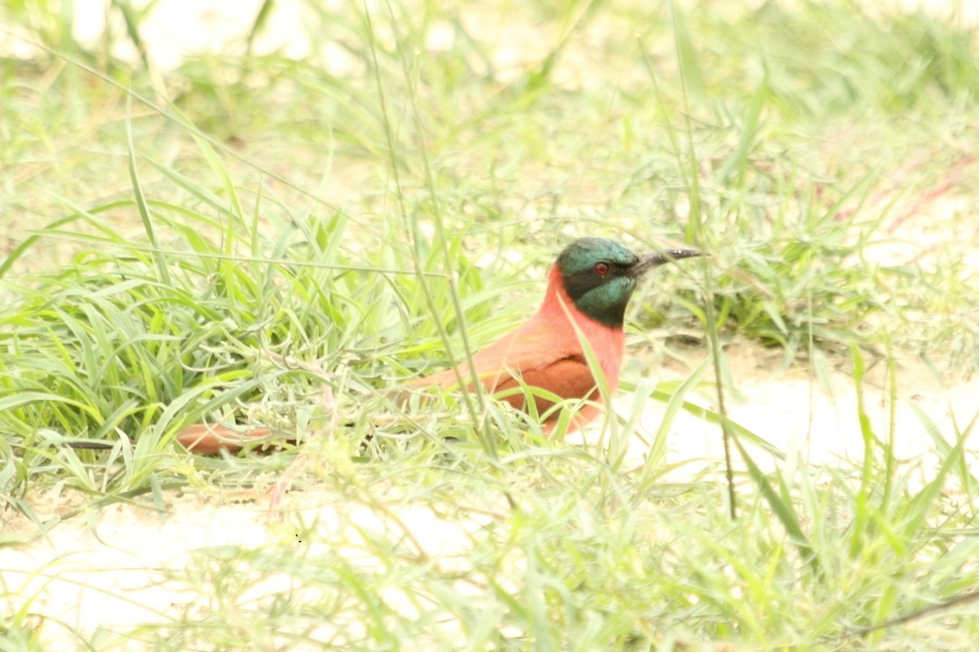 שרקרק ורוד - ML644919782