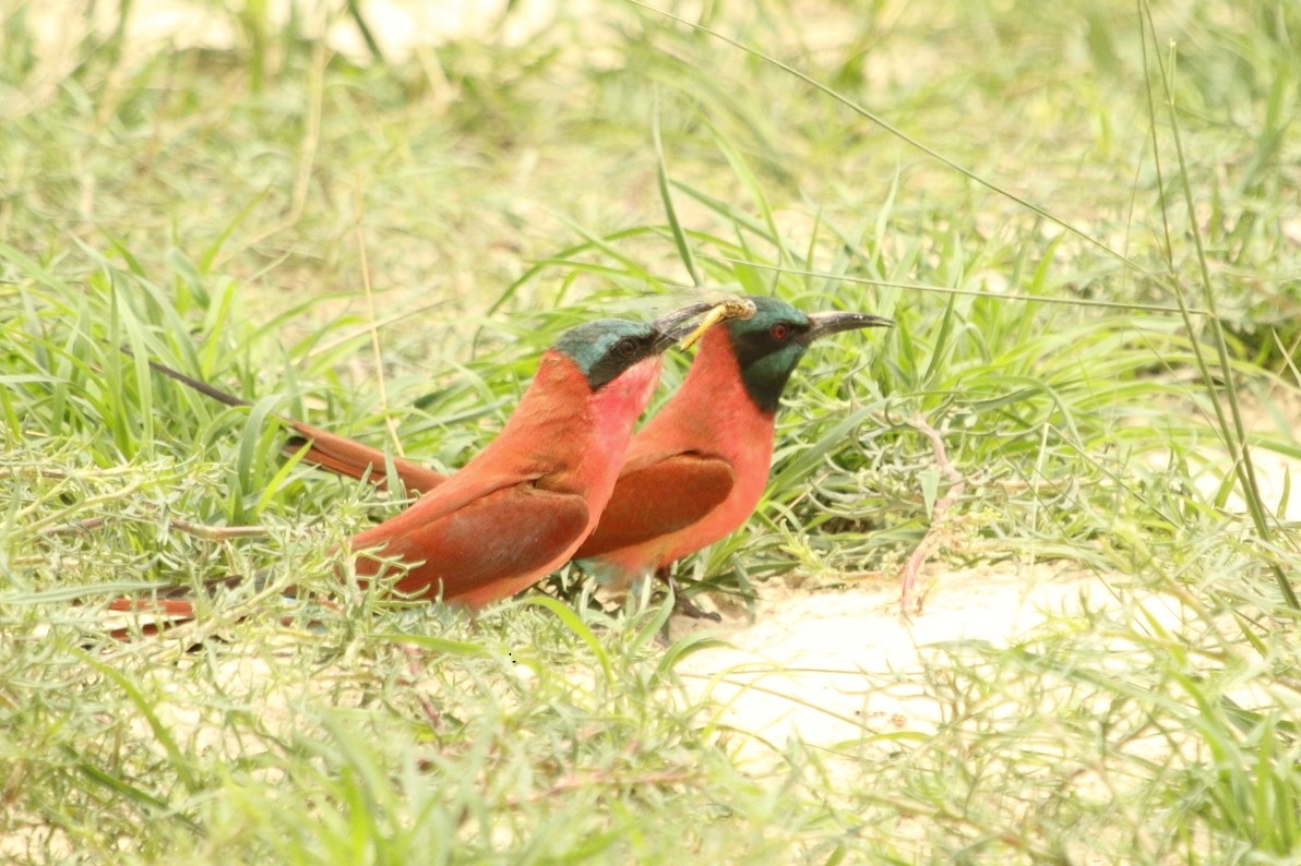 שרקרק ורוד - ML644919783
