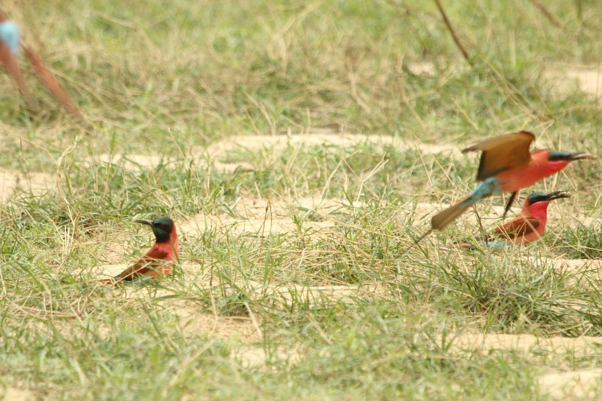 שרקרק ורוד - ML644919784