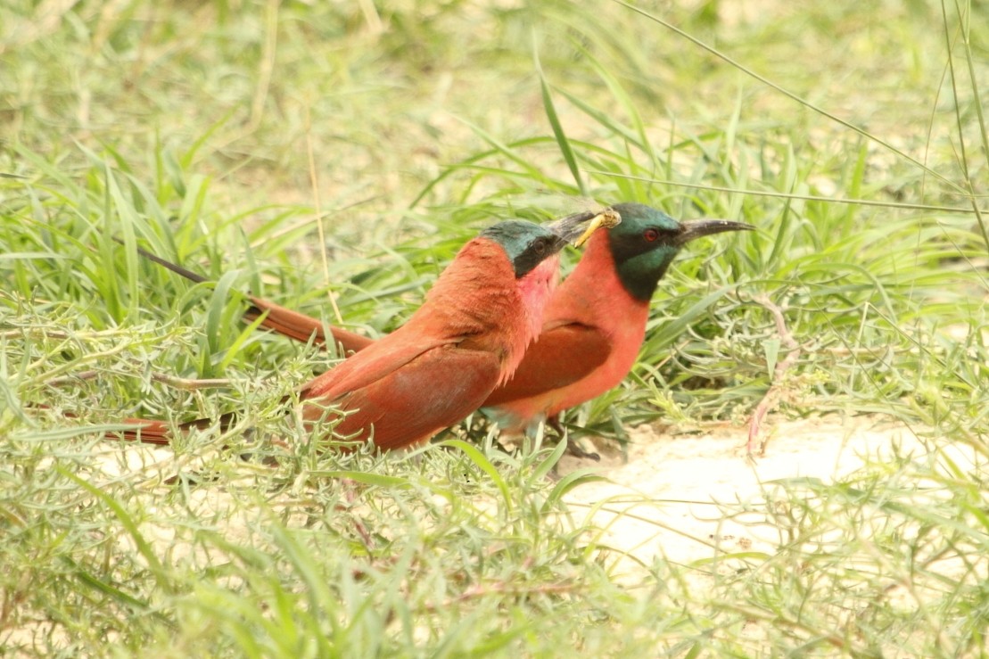 שרקרק ורוד - ML644919785