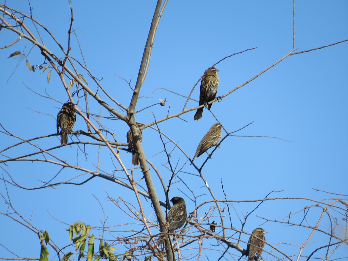 Red-winged Blackbird - ML644919806