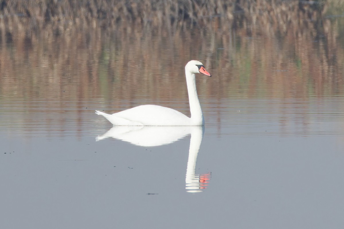 Mute Swan - ML644919815