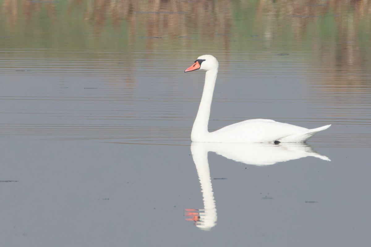 Mute Swan - ML644919816