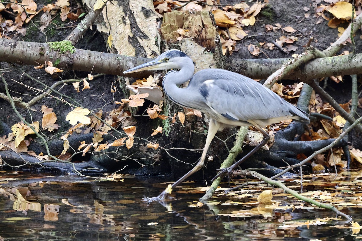 Gray Heron - ML644919832