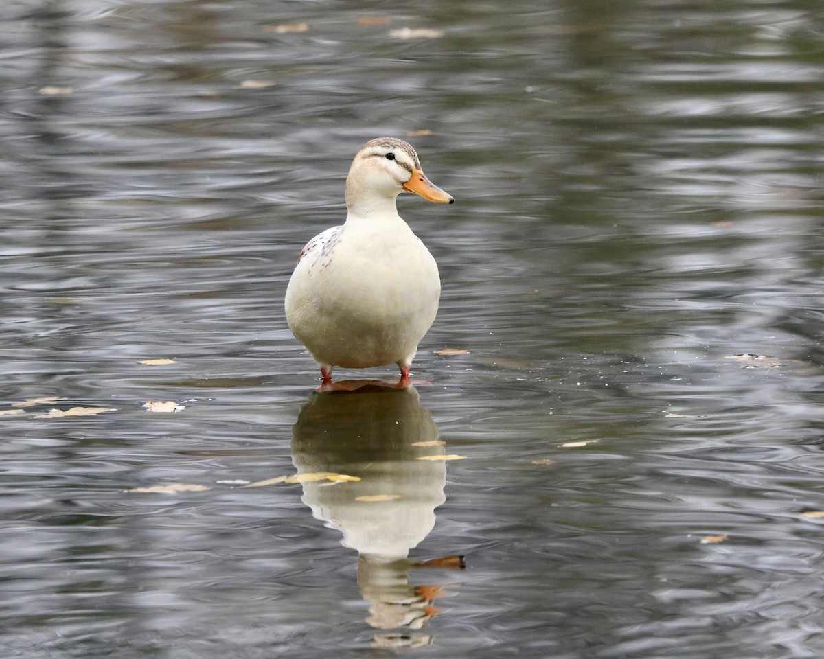 Mallard (Domestic type) - ML644919834
