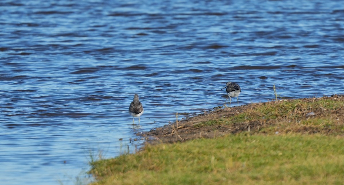 Common Greenshank - ML644919839