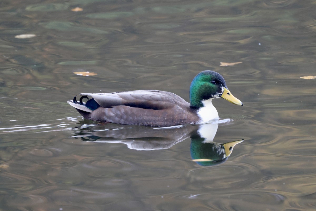 Mallard (Domestic type) - ML644919848