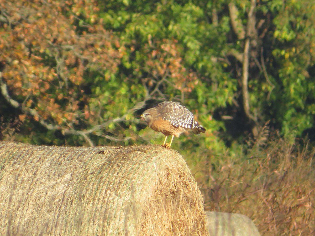 Red-shouldered Hawk - ML644919850