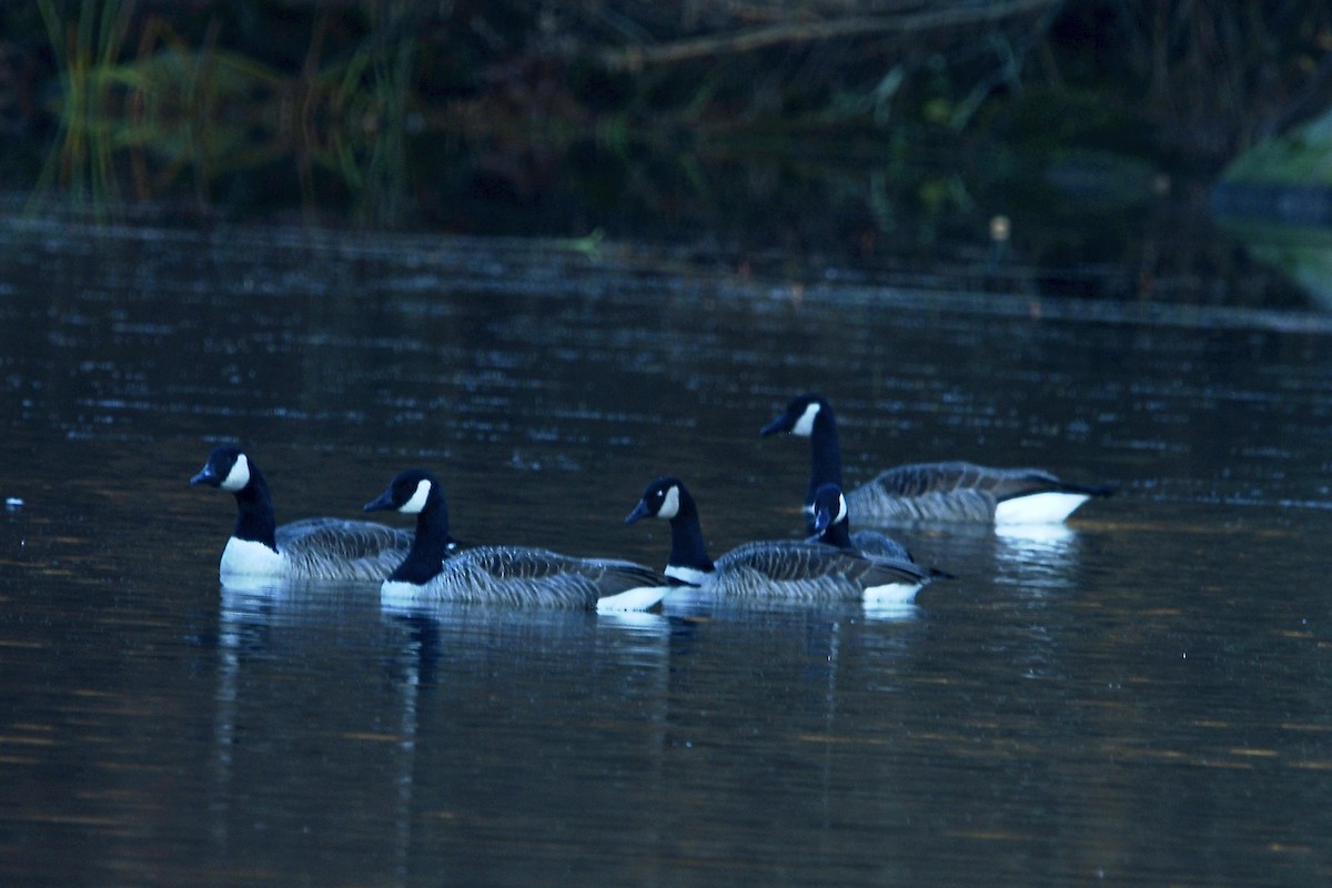 Canada Goose - ML644919858