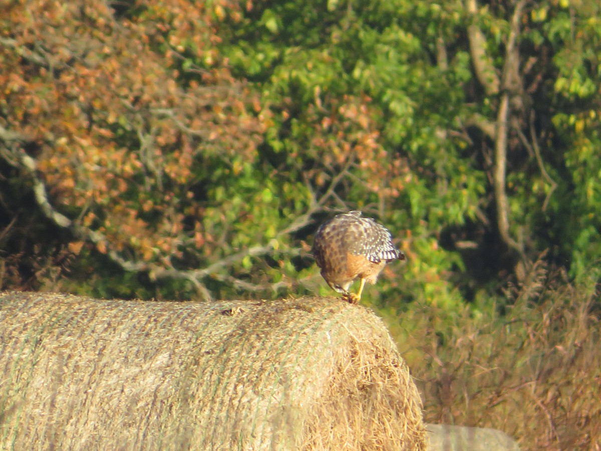 Red-shouldered Hawk - ML644919859