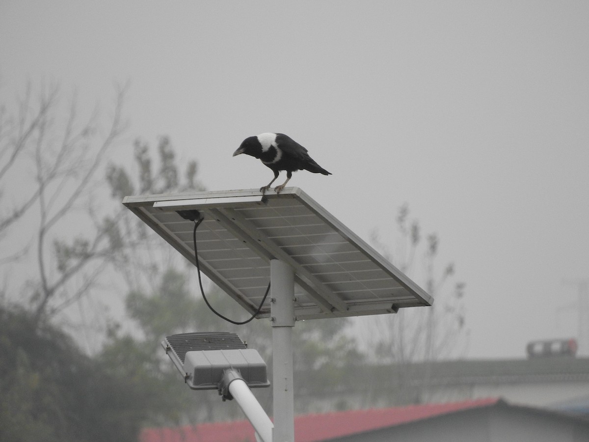 Collared Crow - ML644919875