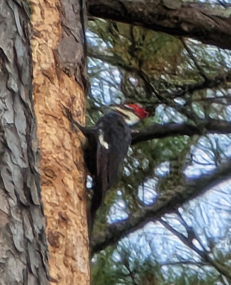 Pileated Woodpecker - ML644919877