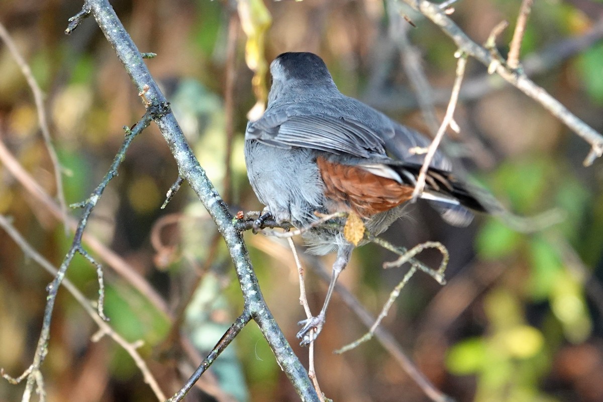 Пересмішник сірий - ML644919883