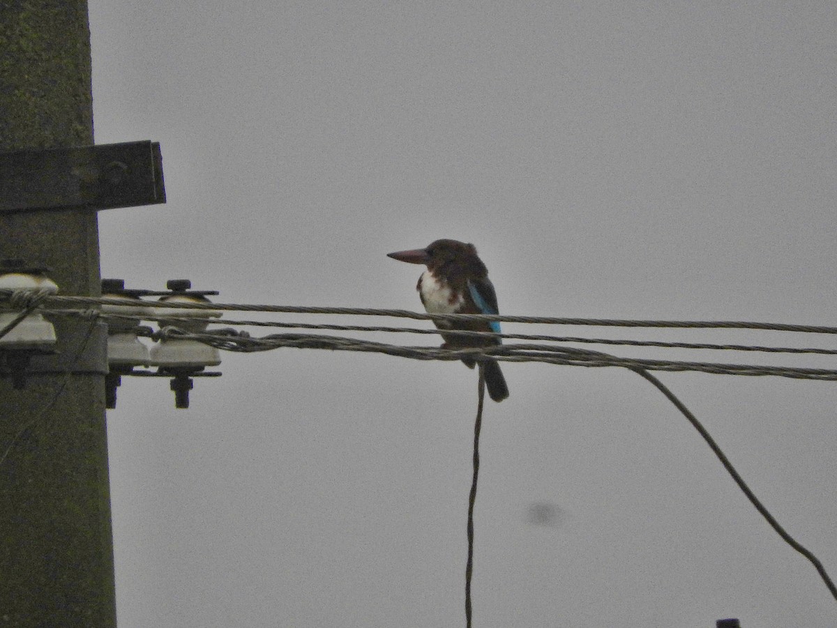 White-throated Kingfisher - ML644919891