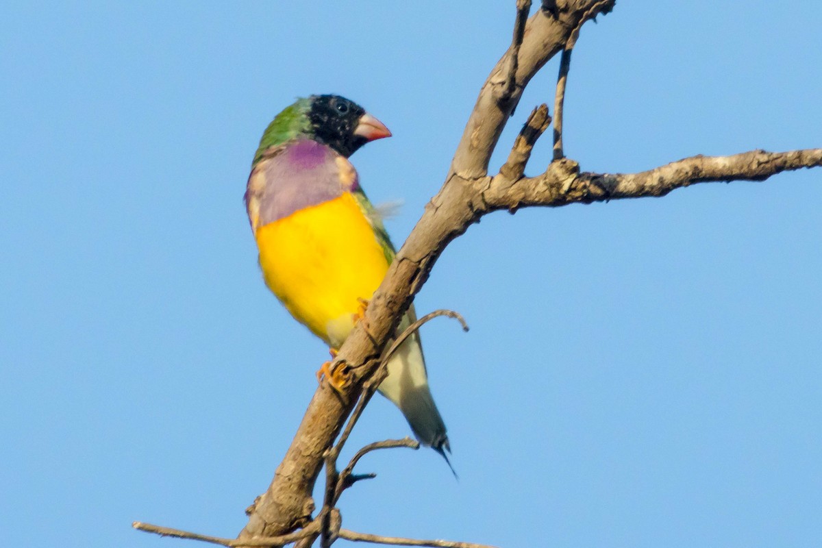 コキンチョウ - ML644919902