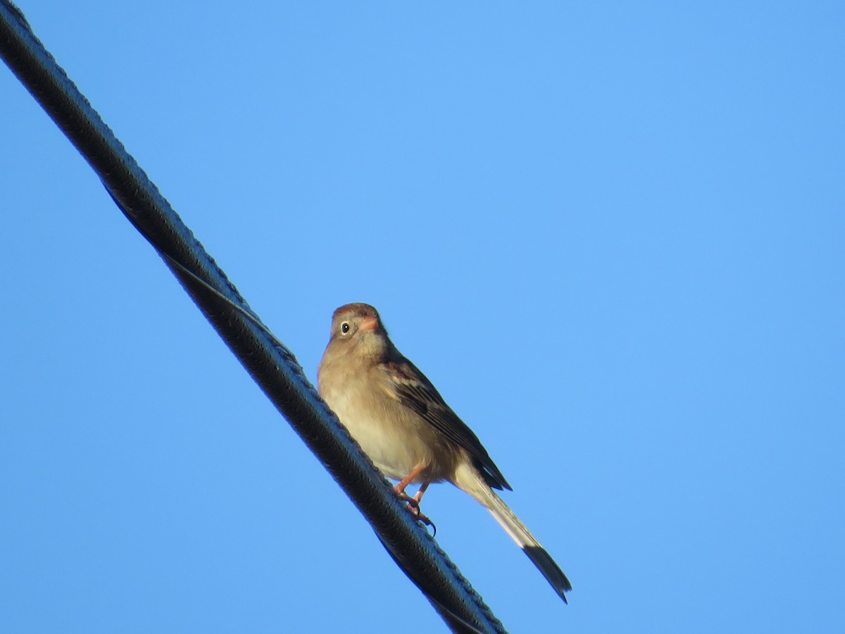 Field Sparrow - ML644919903