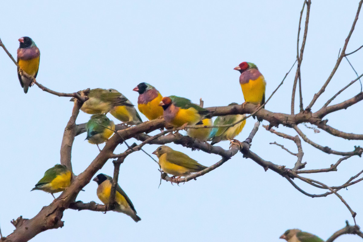 コキンチョウ - ML644919904