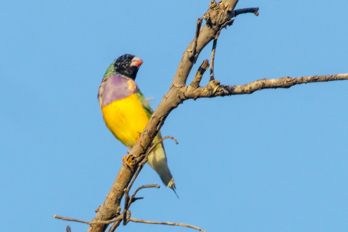 コキンチョウ - ML644919905