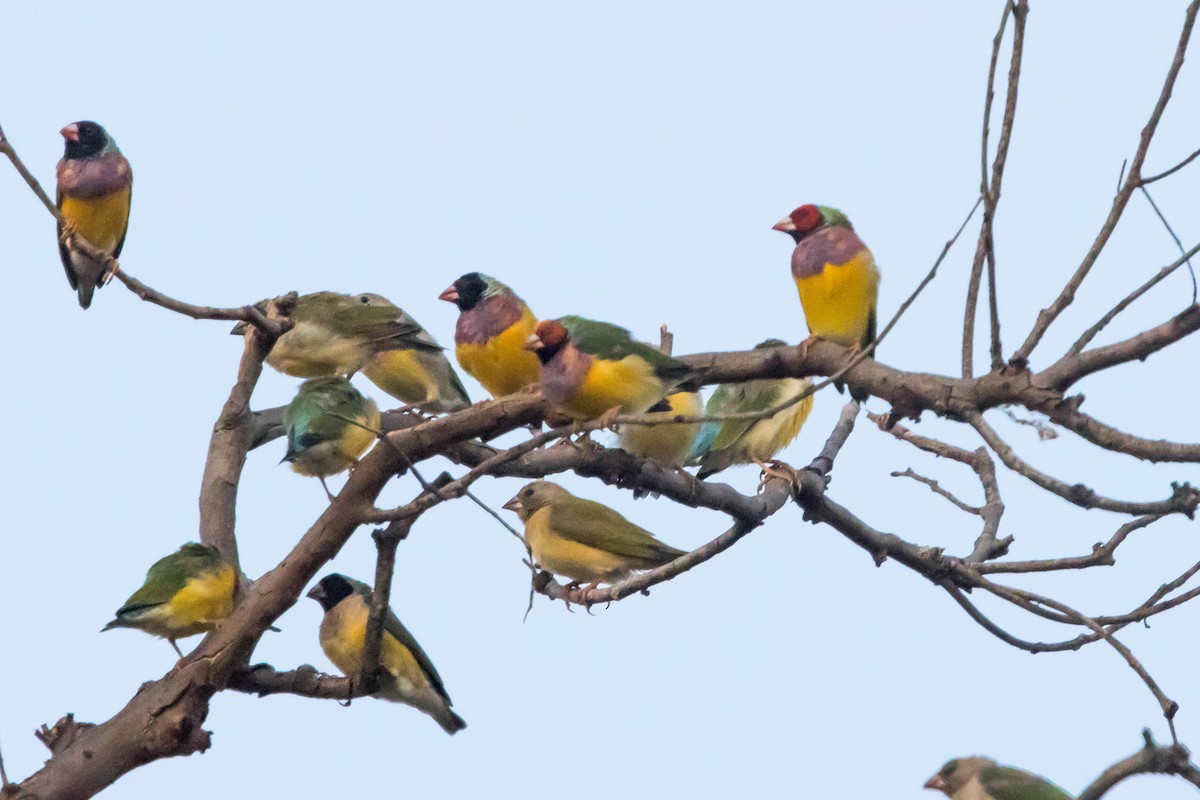 コキンチョウ - ML644919906