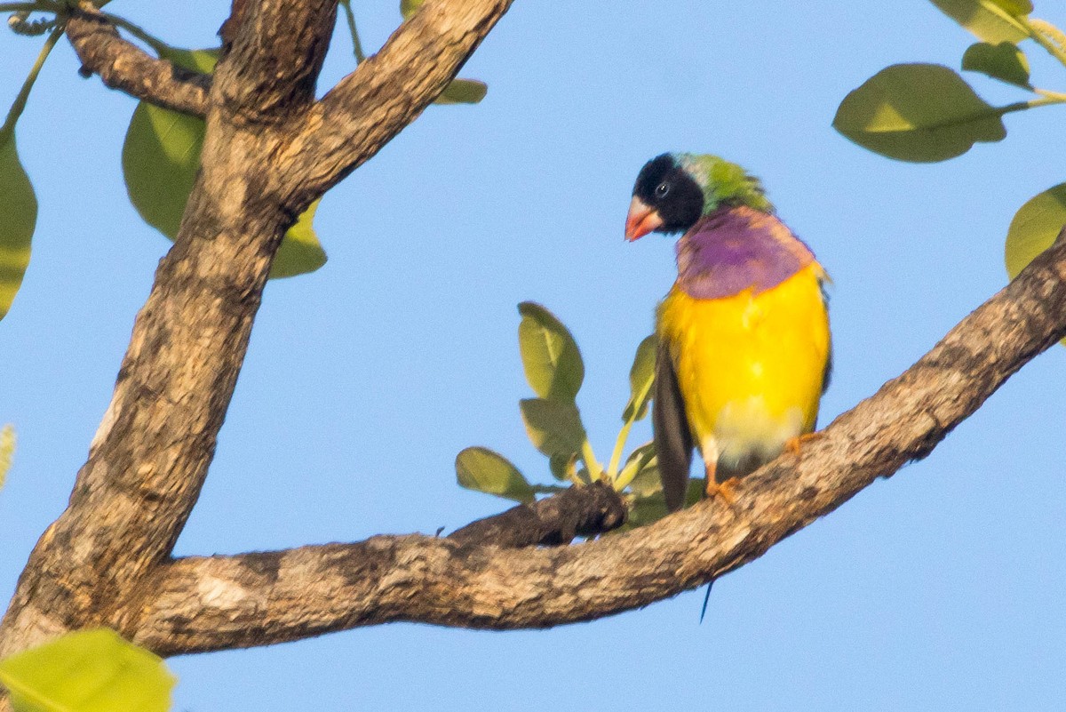 コキンチョウ - ML644919907