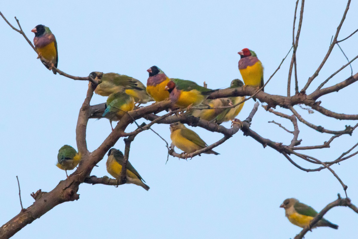 コキンチョウ - ML644919908