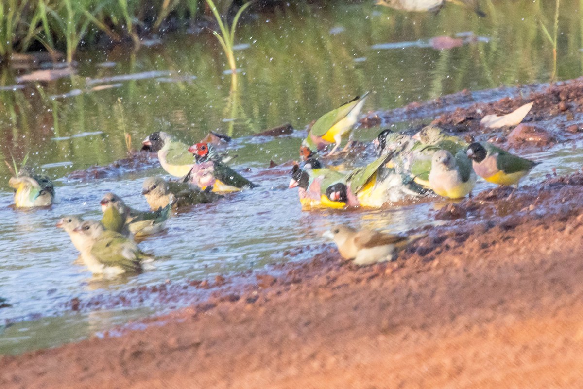 コキンチョウ - ML644919909