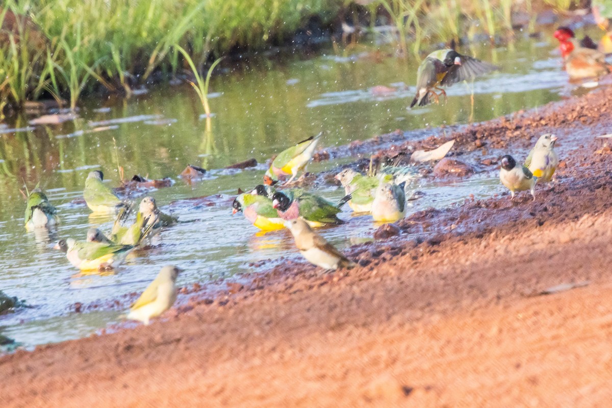 コキンチョウ - ML644919910