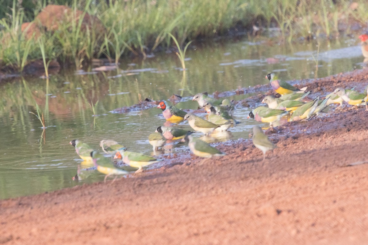 コキンチョウ - ML644919911