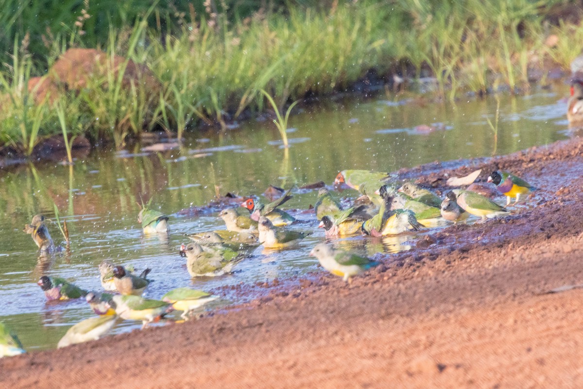 コキンチョウ - ML644919912