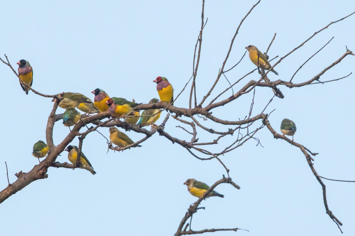 コキンチョウ - ML644919914