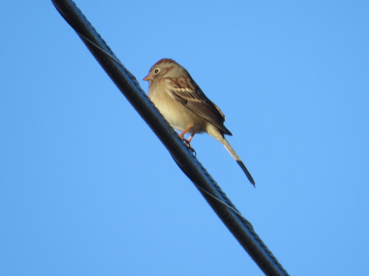 Field Sparrow - ML644919917