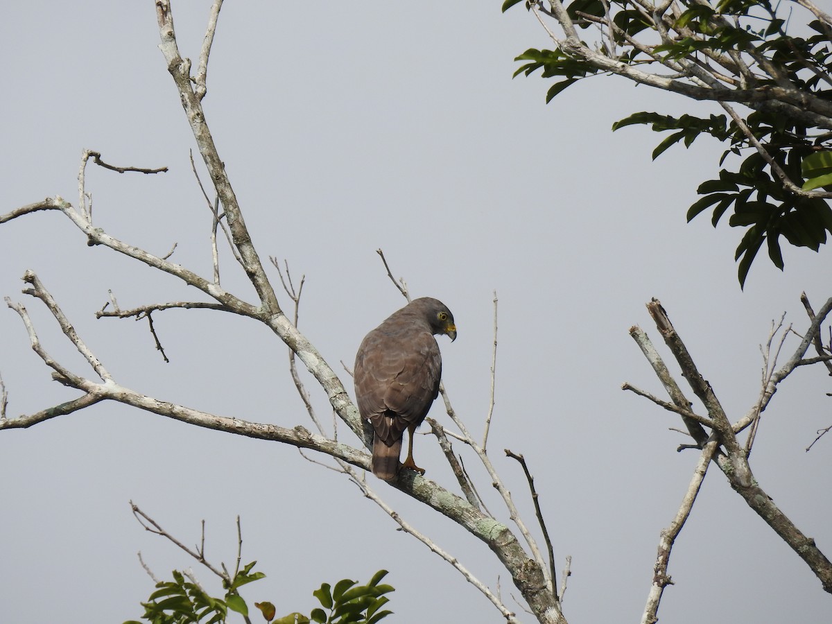 káně krahujová - ML644919926