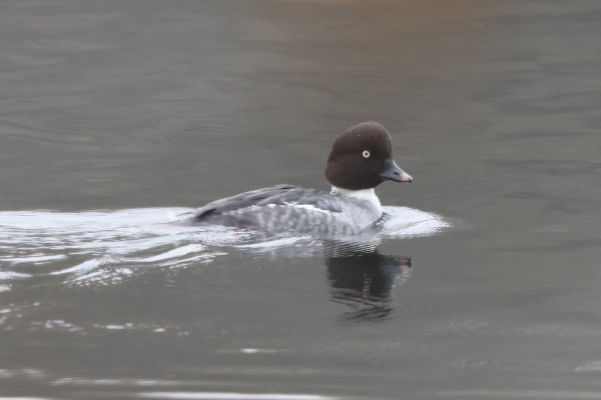 Common Goldeneye - ML644919935