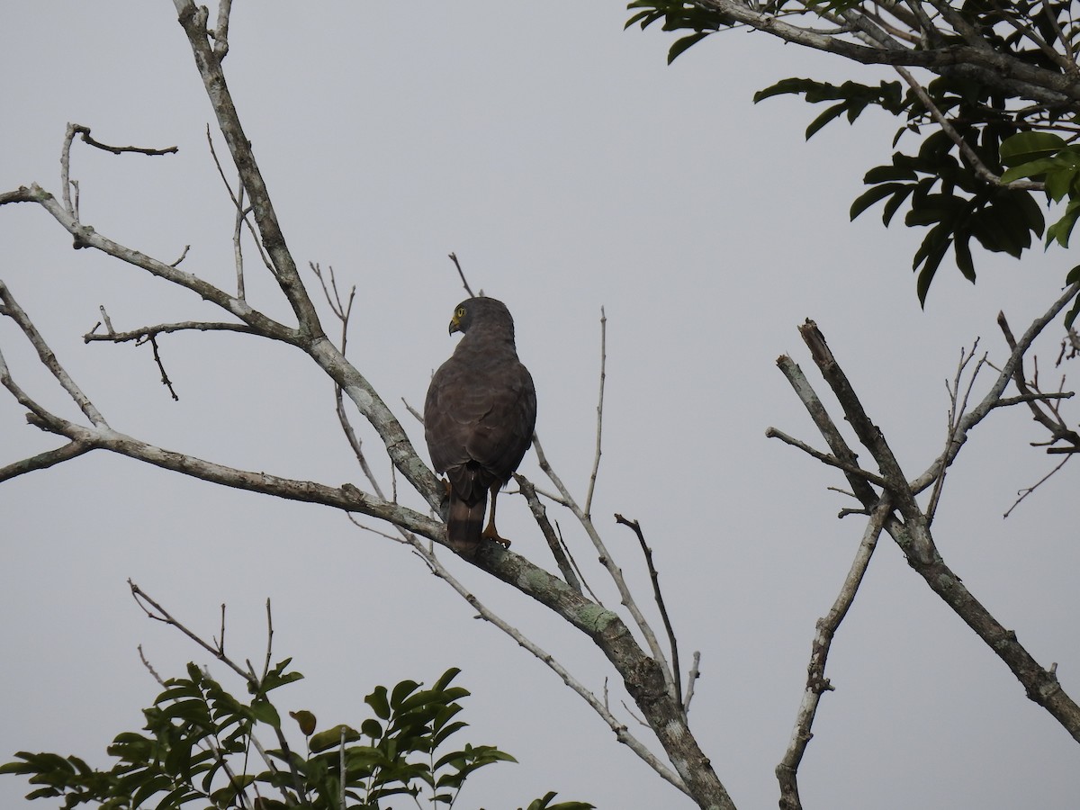 káně krahujová - ML644919937