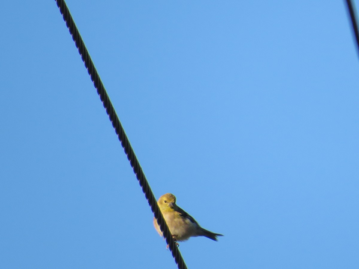 American Goldfinch - ML644919941