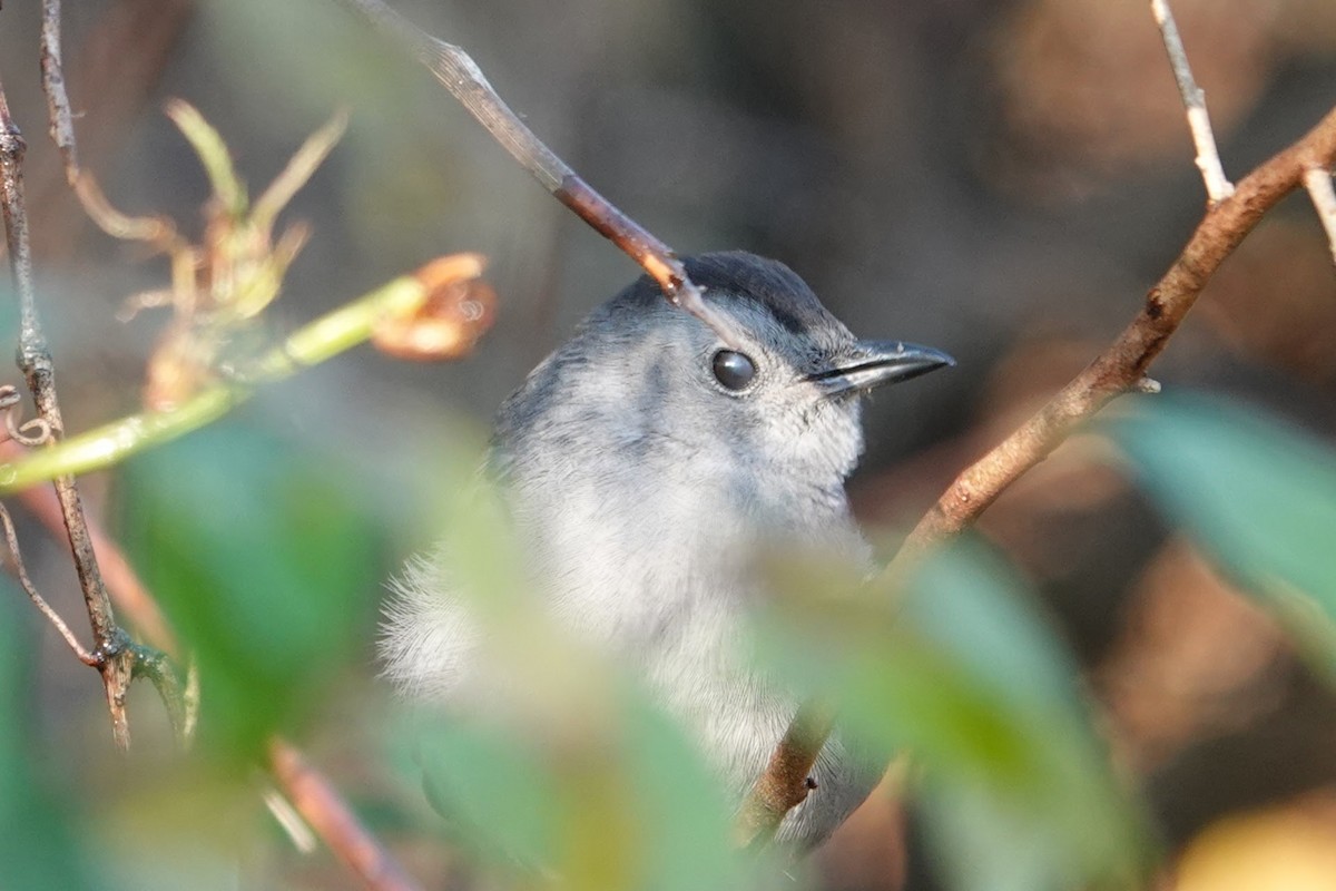 Пересмішник сірий - ML644919949