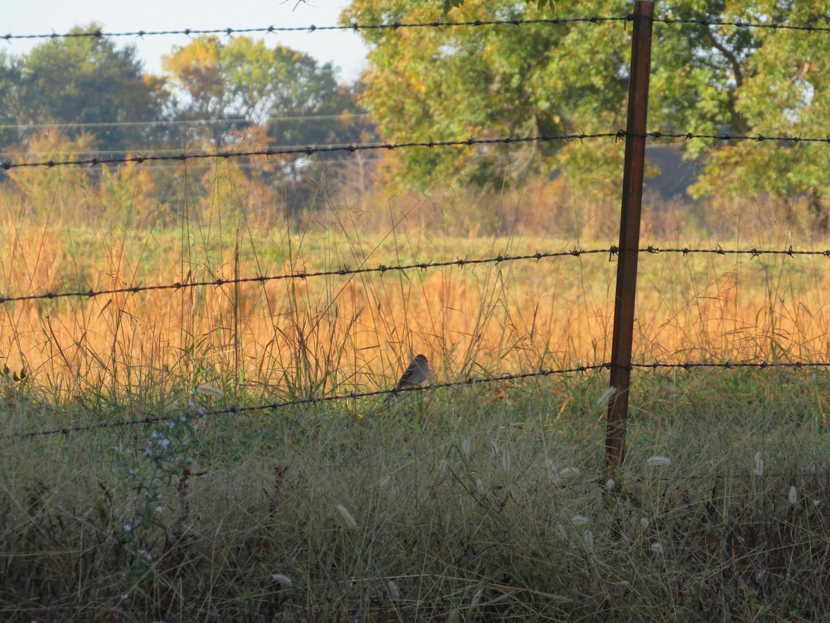 Field Sparrow - ML644919961
