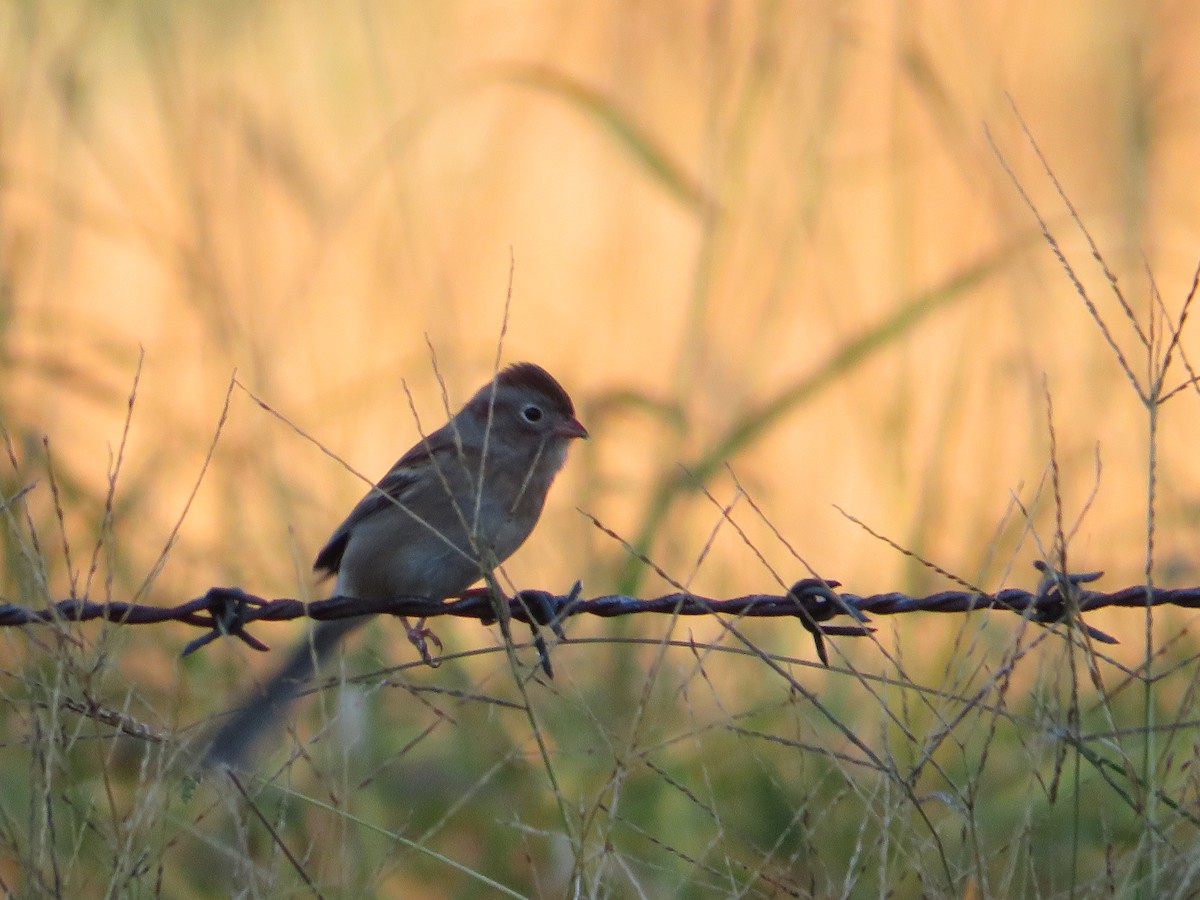 Field Sparrow - ML644919963