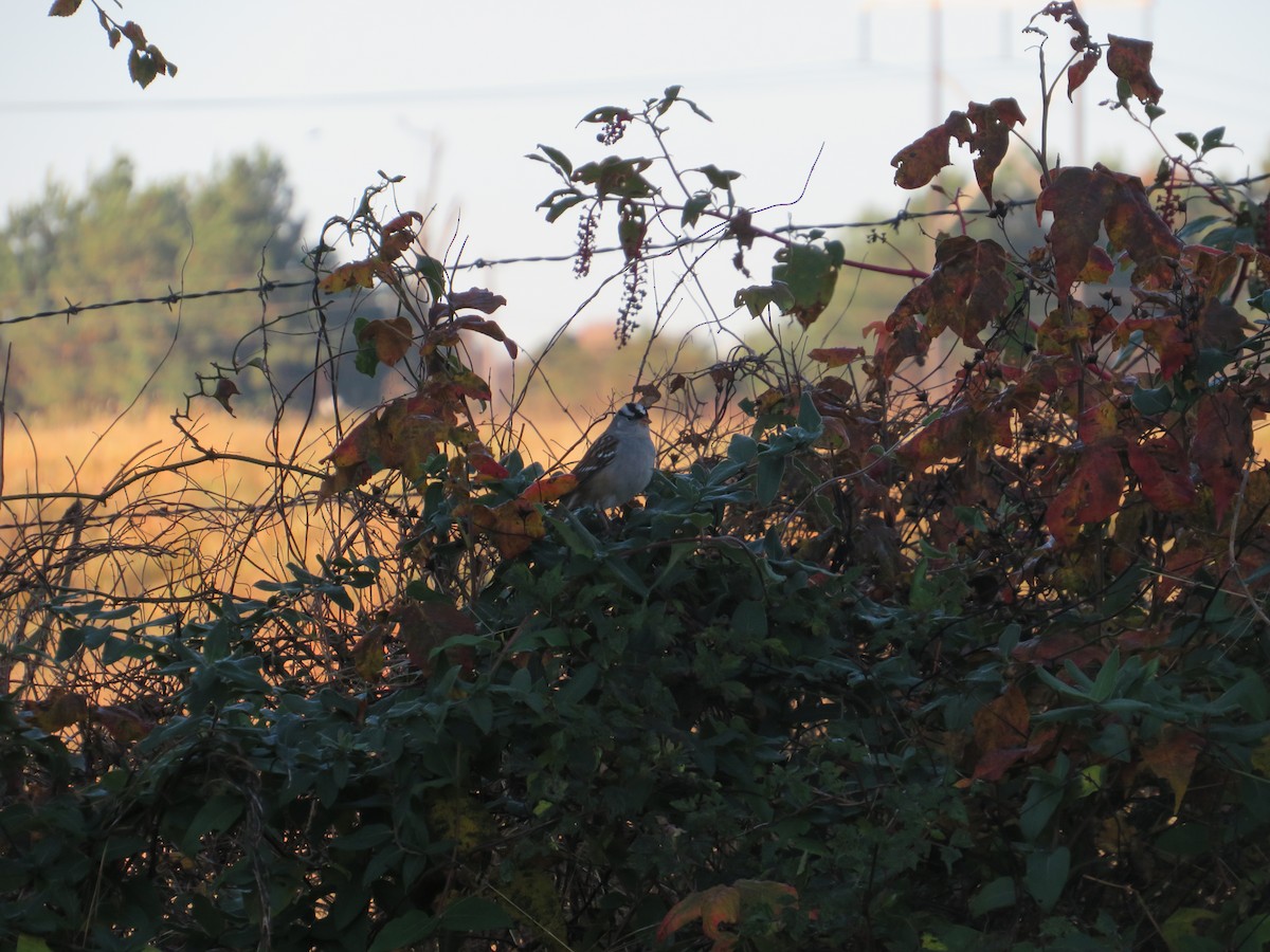 White-crowned Sparrow - ML644919986