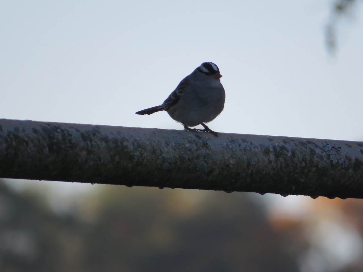 White-crowned Sparrow - ML644920004