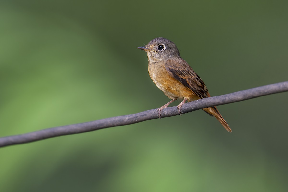 Ferruginous Flycatcher - ML644920026