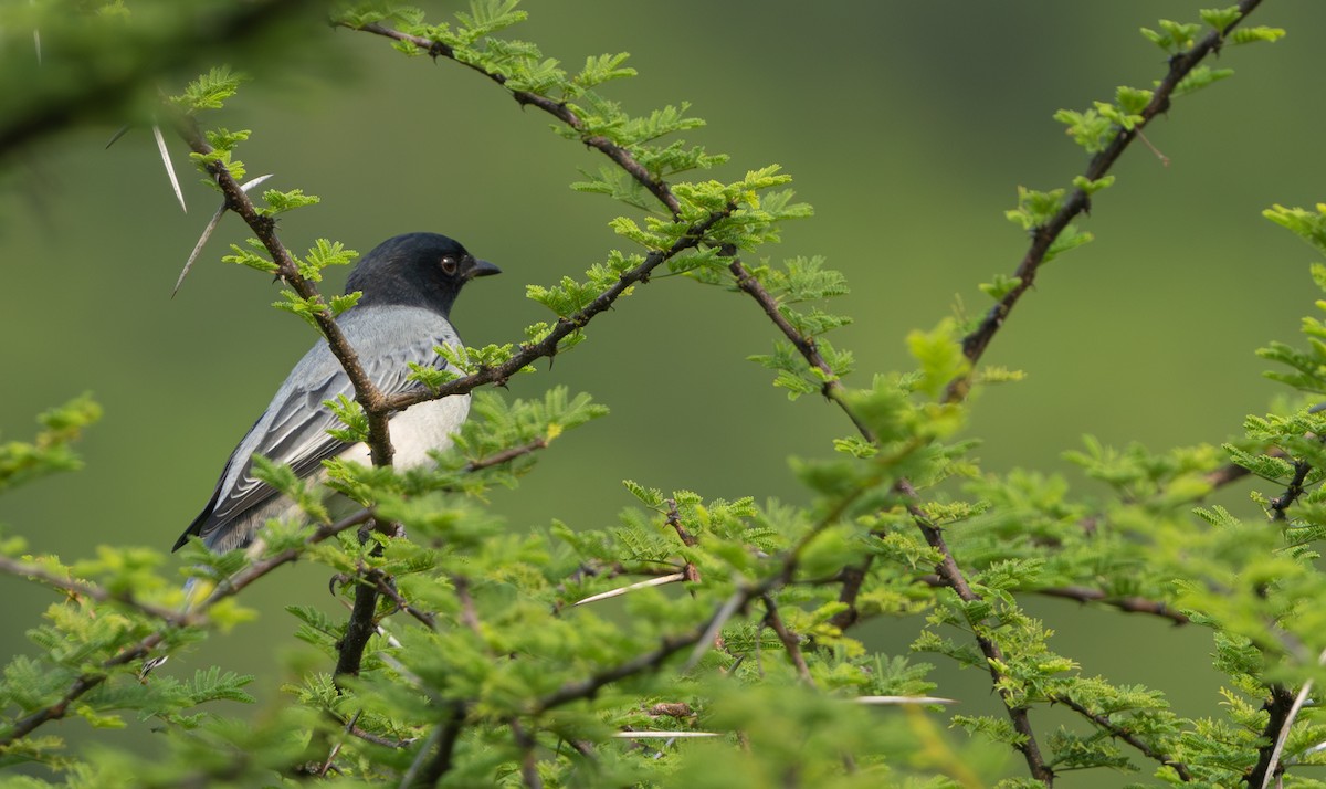 Black-headed Cuckooshrike - ML644920034
