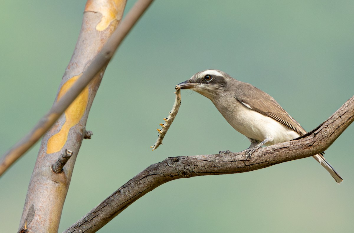 Common Woodshrike - ML644920044