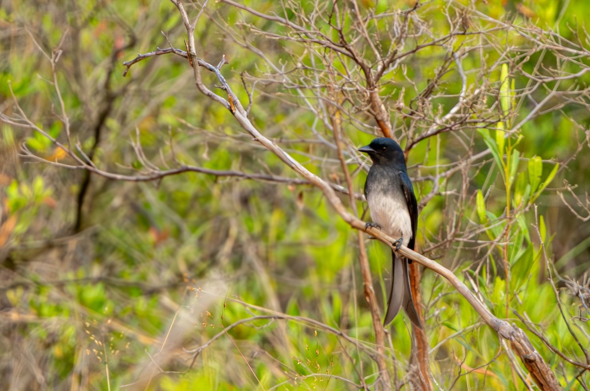 White-bellied Drongo - ML644920049
